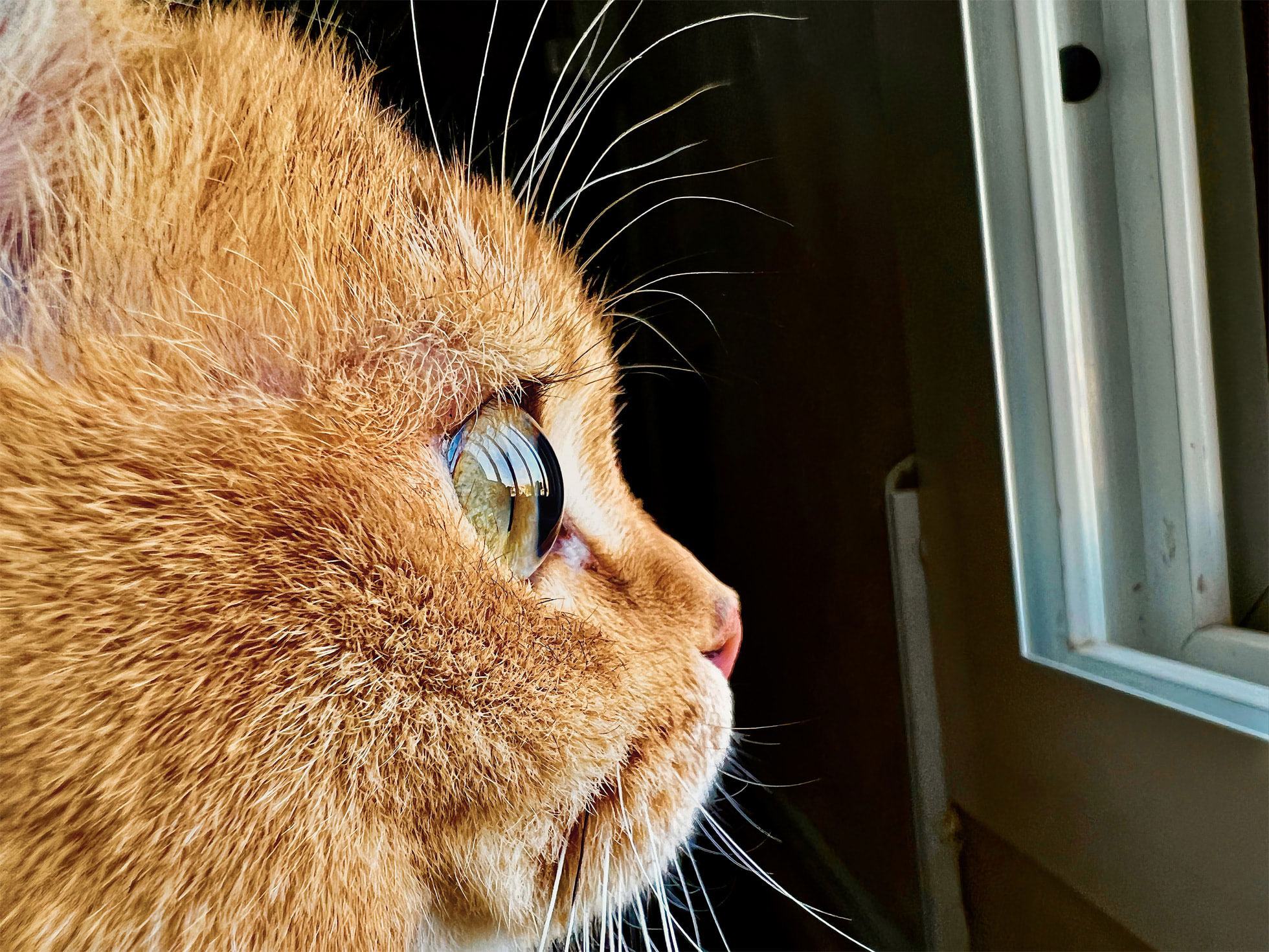 https://www.macfreak.nl/modules/news/images/zArt.Apple_Shot-on-iphone-macro-challenge_Cat_big.jpg