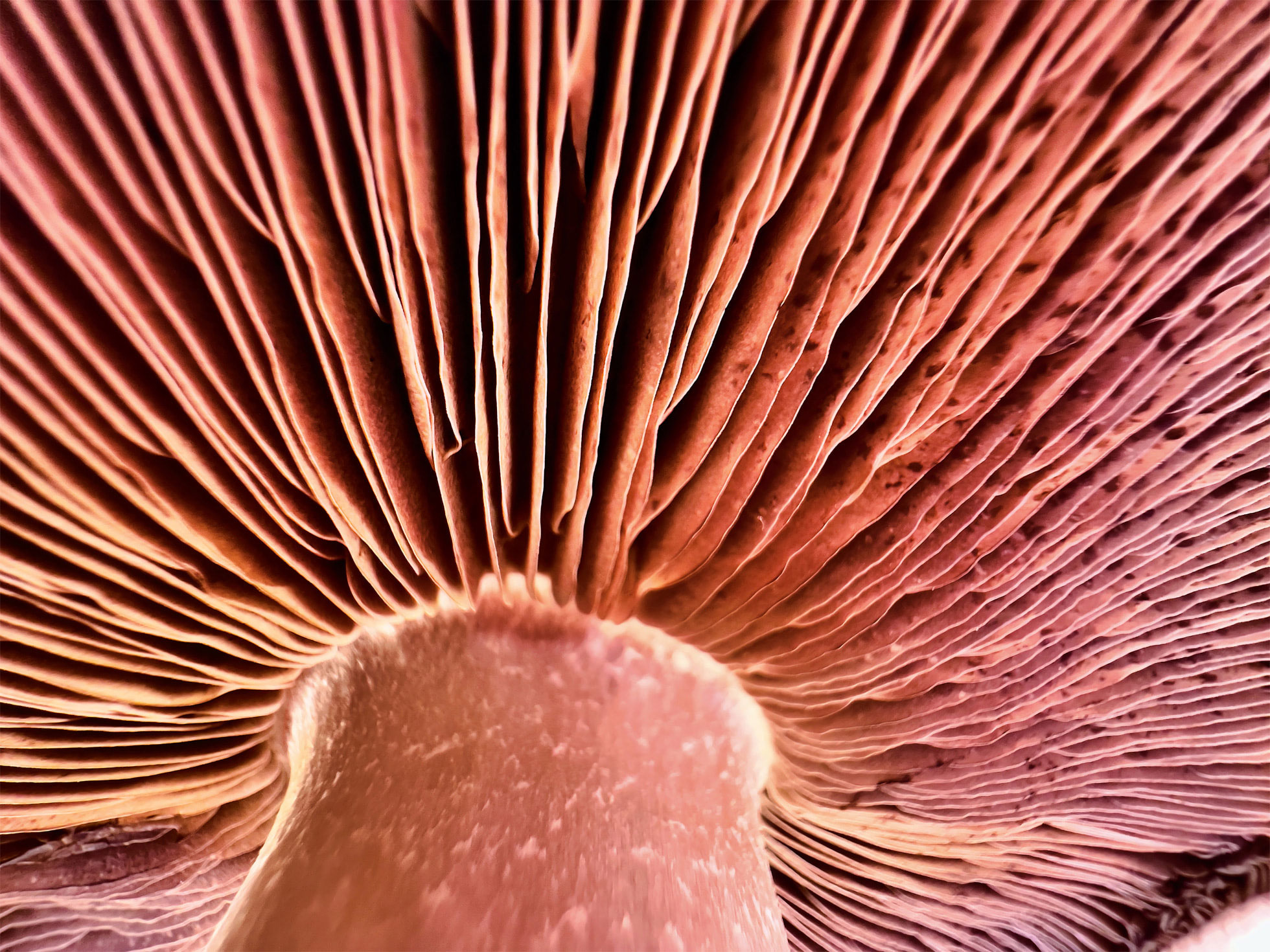 https://www.macfreak.nl/modules/news/images/zArt.Apple_Shot-on-iphone-macro-challenge_Mushroom_big.jpg