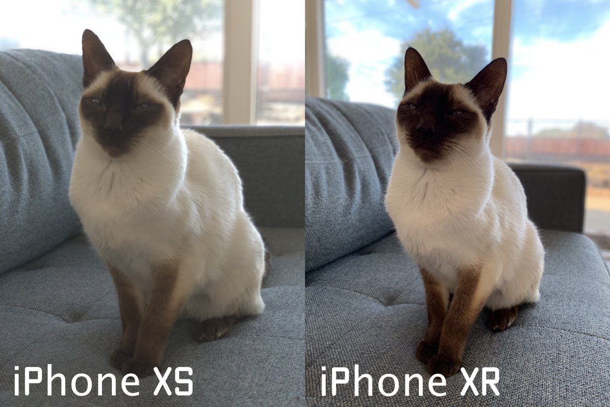 https://www.macfreak.nl/modules/news/images/zArt.KatMetOnscherpeAchtergrond-iPhoneXsEn-iPhoneXr.jpg