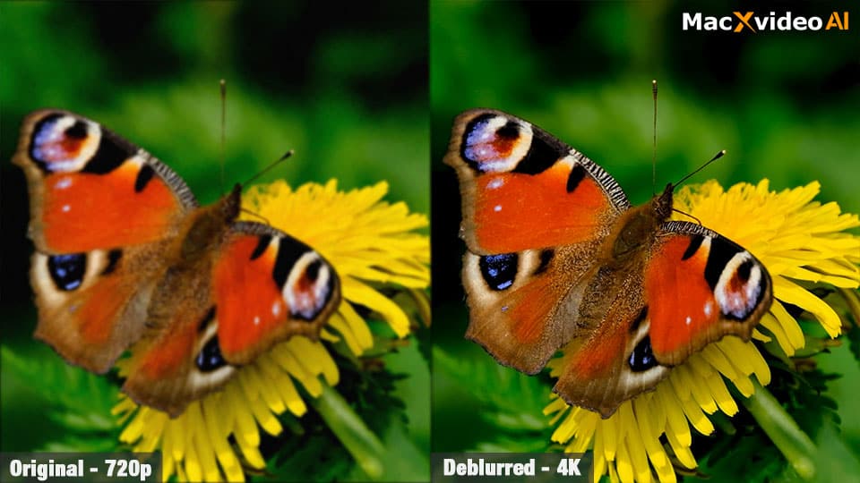 https://www.macfreak.nl/modules/news/images/zArt.MacxvideoBanner0925DeblurButterfly.jpg